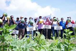 Produksi Pertanian Holtikultura Tak Terkendala pandemi, Bupati Alfedri Bersama Warga Panen Semangka