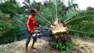 Bisa Diolah Jadi Pellet, Gubernur Riau Tawarkan Limbah 90 Ribu Hektare Sawit yang akan Direplanting 