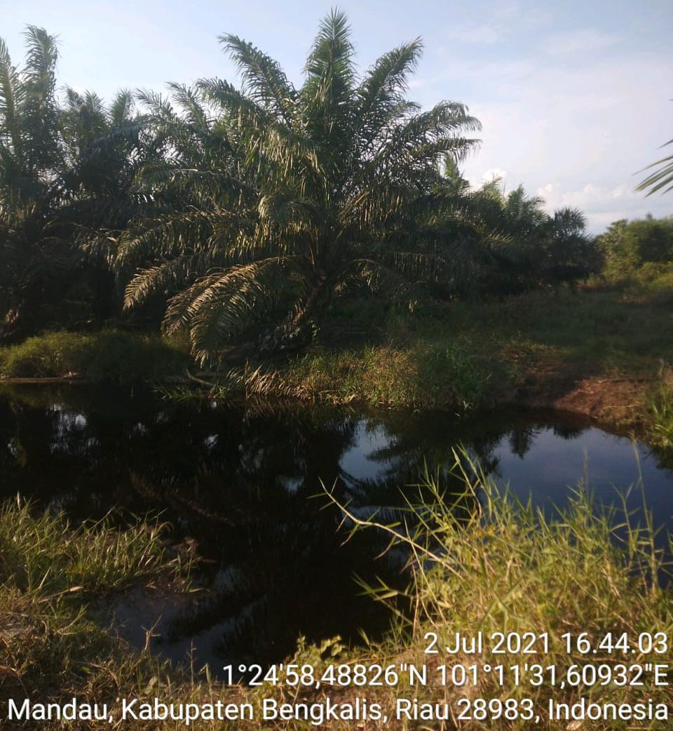 Diduga Tanam Sawit di Kawasan Hutan, PT PAA di Bengkalis Dilaporkan ke Polda Riau