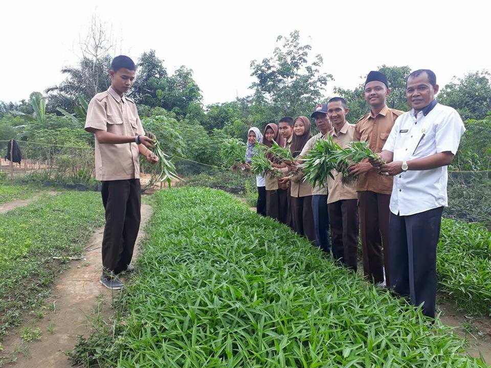 SMAN 16 Pekanbaru Panen Sayur Kangkung Perdana Hasil Kebun Sekolah