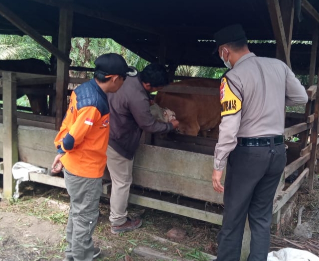 14 ekor sapi di Kabupaten Siak dinyatakan sembuh dari Penyakit Mulut dan Kuku (PMK)