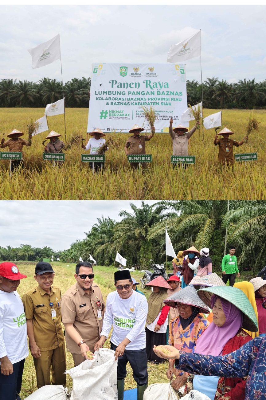 BAZNAS Kab.Siak dan BAZNAS Provinsi Riau Panen Raya Lumbung Pangan padi di Kec.Bunga raya