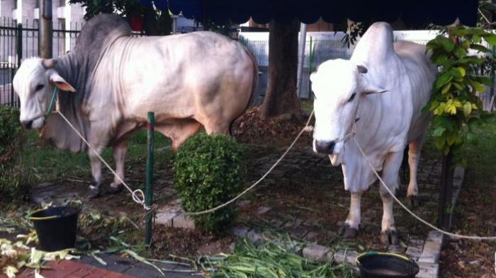 Sapi Kurban Jokowi di Riau Seberat 870 Kg