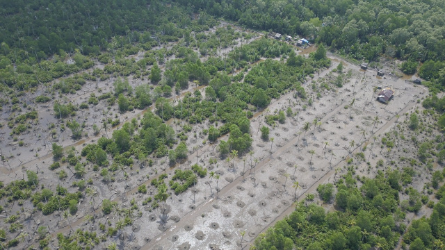 YMI dan YPL Berupaya Selamatkan Mangrove dari Eksploitasi Manusia