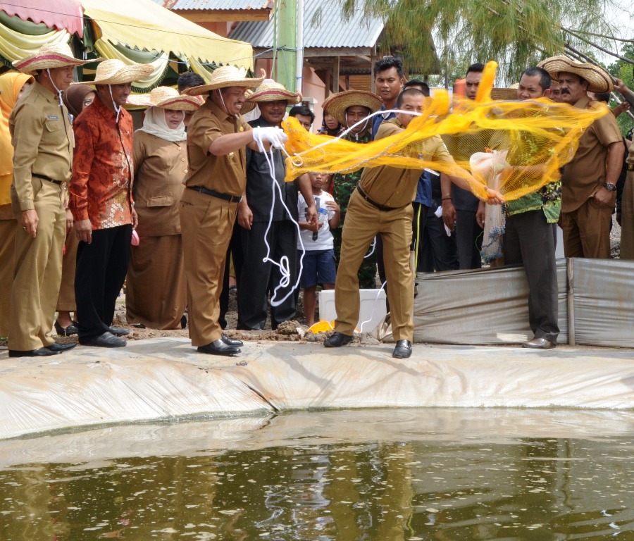 Bupati Amril Panen Perdana Udang Vanname di UPP Dinas Kelautan dan Perikanan Bengkalis